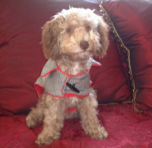 Matisse modeling